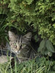 Found/Stray Unknown Cat last seen County road C and Sylvan Street, Little Canada, MN 55117