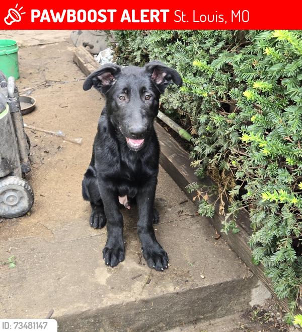 Lost Male Dog last seen Ridge, St. Louis, MO 63112
