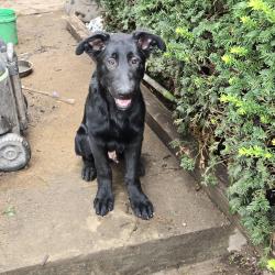 Lost Male Dog last seen Ridge, St. Louis, MO 63112