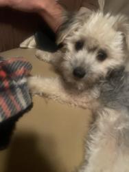 Found/Stray Female Dog last seen Garzoli, McFarland, CA 93250