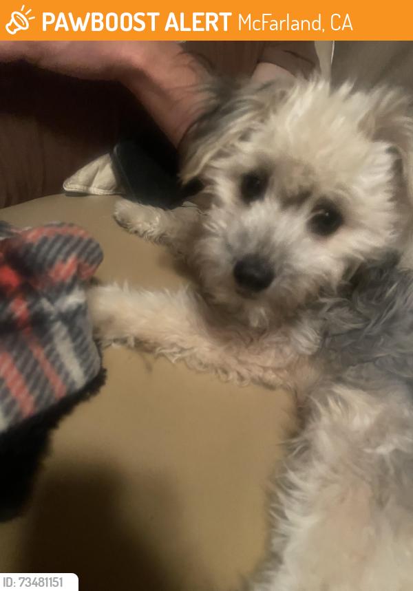 Found/Stray Female Dog last seen Garzoli, McFarland, CA 93250