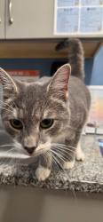 Found/Stray Male Cat last seen Eno animal hosp, Durham, NC 27712