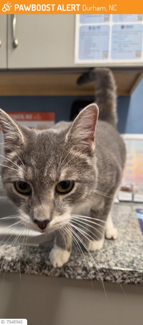Found/Stray Male Cat last seen Eno animal hosp, Durham, NC 27712