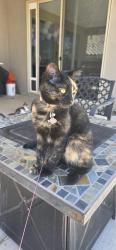 Lost Female Cat last seen Near Hermit Peak Ave, Albuquerque, NM 87120