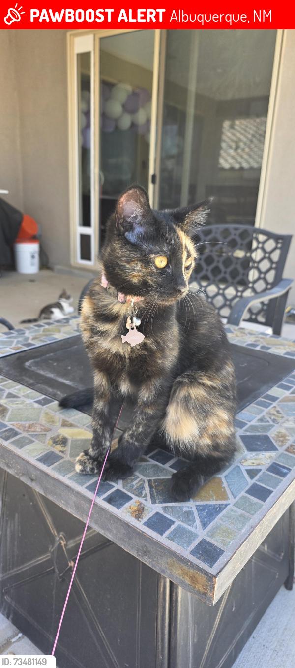 Lost Female Cat last seen Near Hermit Peak Ave, Albuquerque, NM 87120