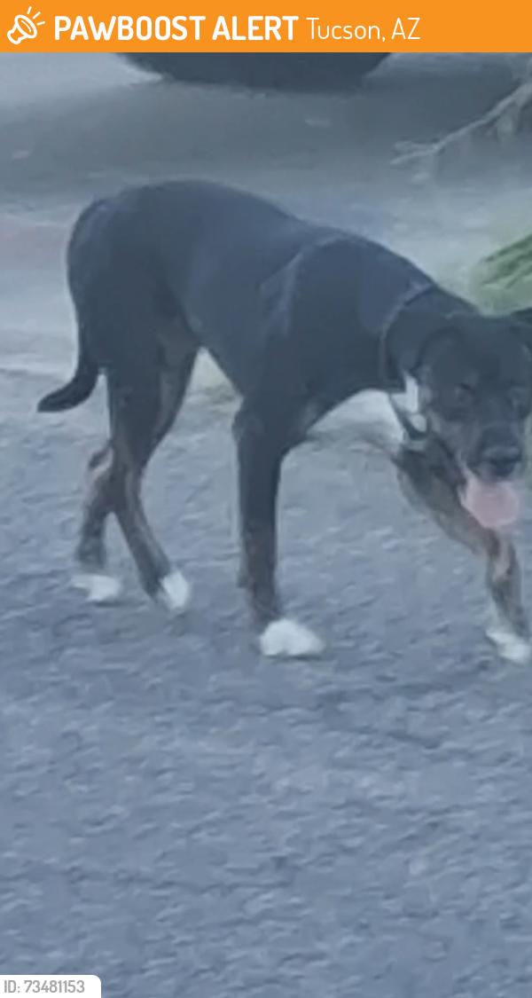 Found/Stray Unknown Dog last seen 27th street & Winmor Ave, Tucson, AZ 85713