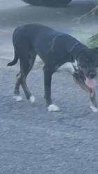 Found/Stray Unknown Dog last seen 27th street & Winmor Ave, Tucson, AZ 85713