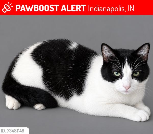 Lost Female Cat last seen McFarland road and Dudley, Indianapolis, IN 46227