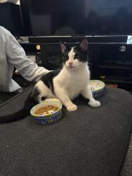 Found/Stray Male Cat last seen Near e 5th st, Duluth, MN 55812