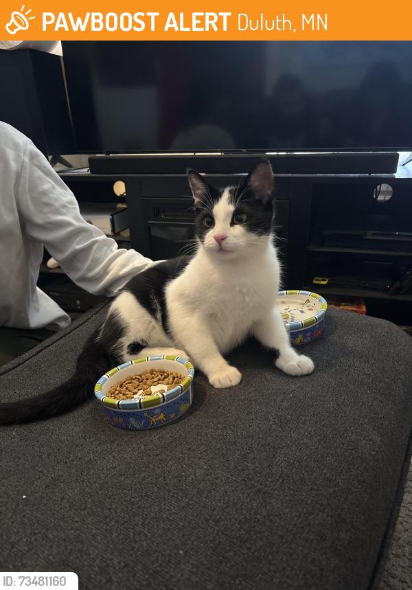 Found/Stray Male Cat last seen Near e 5th st, Duluth, MN 55812