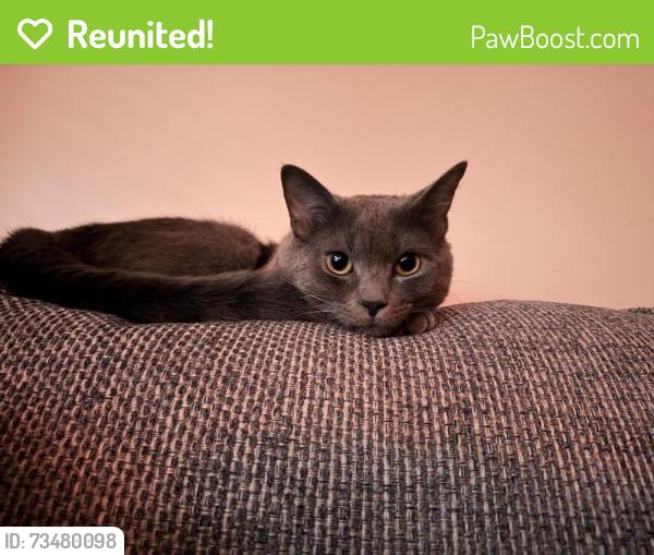 Reunited Male Cat last seen Northbridge dr, Highpoint NC, High Point, NC 27265