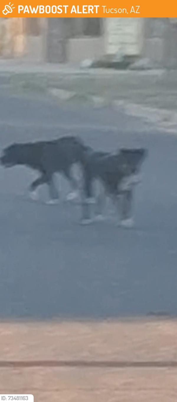 Found/Stray Unknown Dog last seen 27th st / Winmor Ave, Tucson, AZ 85713