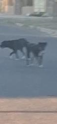 Found/Stray Unknown Dog last seen 27th st / Winmor Ave, Tucson, AZ 85713
