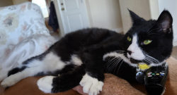 Lost Male Cat last seen Chablis and Garjan, Ramona, CA 92065