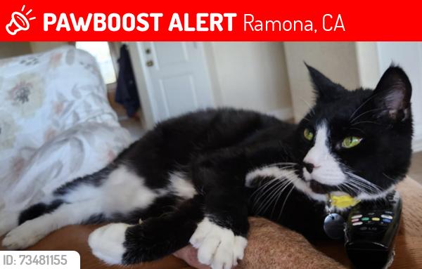 Lost Male Cat last seen Chablis and Garjan, Ramona, CA 92065