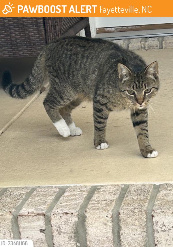 Found/Stray Unknown Cat last seen Stoney Point, Fayetteville, NC 28306