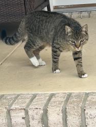 Found/Stray Unknown Cat last seen Stoney Point, Fayetteville, NC 28306