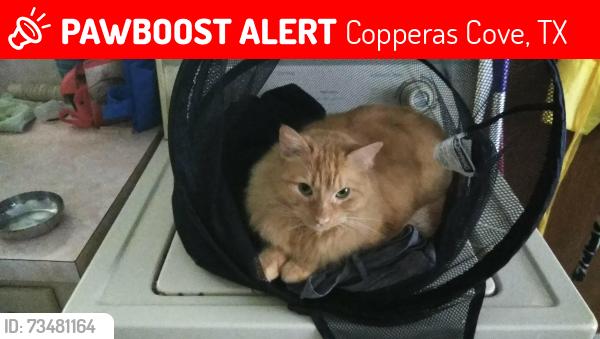 Lost Male Cat last seen Taylor Creek, Copperas Cove, TX 76522