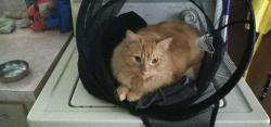 Lost Male Cat last seen Taylor Creek, Copperas Cove, TX 76522