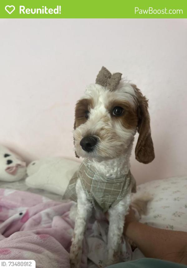 Reunited Female Dog last seen Craigo Creek Court, Fountain Inn, Sc, Usa, Greenville County, SC 29644