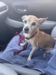 Reunited Male Dog last seen Cedar Breeze Court, Cypress, TX 77433