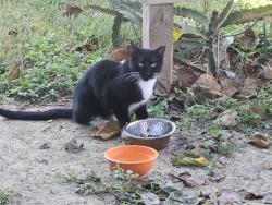 Found/Stray Unknown Cat last seen Thompson, Baytown, TX 77521