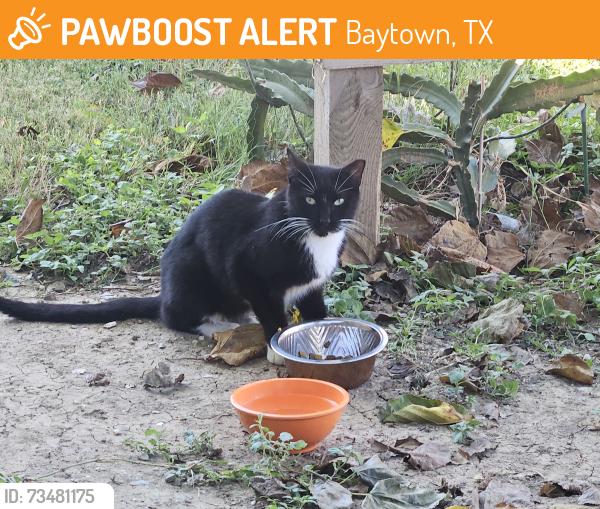 Found/Stray Unknown Cat last seen Thompson, Baytown, TX 77521
