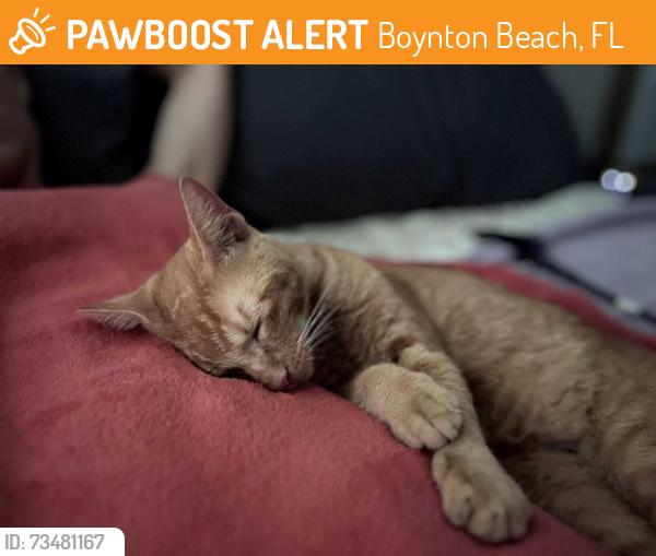 Found/Stray Male Cat last seen Congress and gateway, Boynton Beach, FL 33426