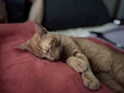 Found/Stray Male Cat last seen Congress and gateway, Boynton Beach, FL 33426
