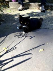 Found/Stray Unknown Cat last seen Bard Ave and Henderson Ave, Staten Island, NY 10310