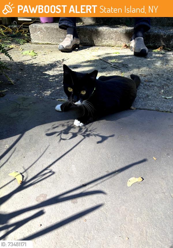 Found/Stray Unknown Cat last seen Bard Ave and Henderson Ave, Staten Island, NY 10310