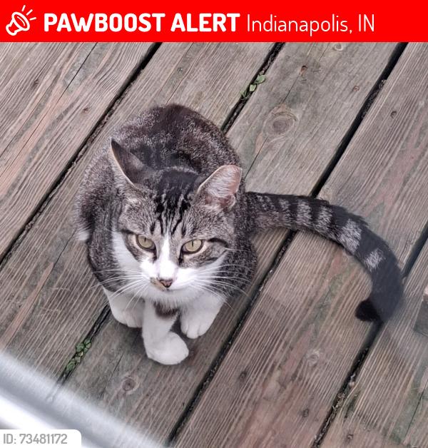 Lost Male Cat last seen Everest Lane and Matterhorn Dr, Indianapolis, IN 46234