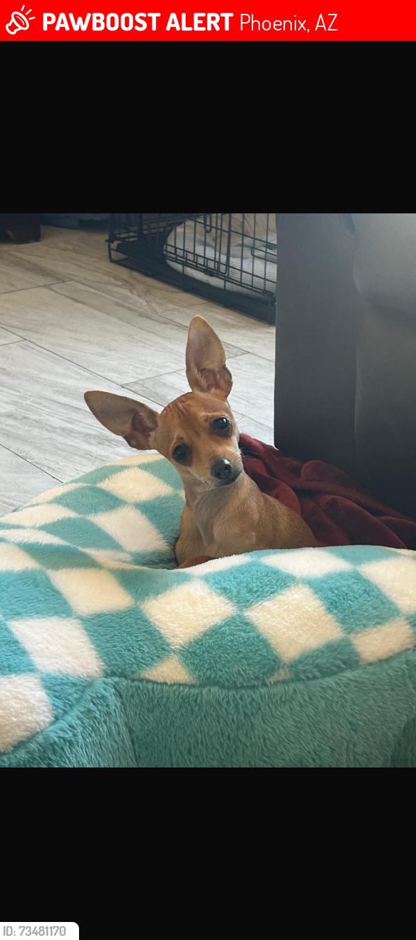 Lost Male Dog last seen 39th ave and Thomas & 43rd and Thomas, Phoenix, AZ 85019
