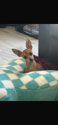 Lost Male Dog last seen 39th ave and Thomas & 43rd and Thomas, Phoenix, AZ 85019