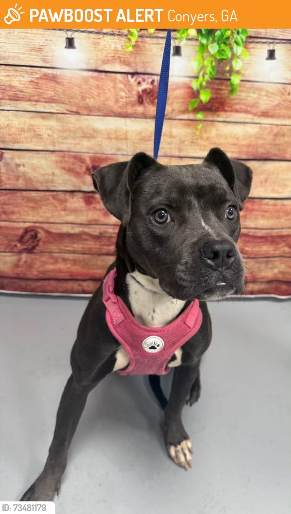 Found/Stray Unknown Dog last seen Located at Rockdale County Animal Service, 1506 Rockbridge Road, Conyers, GA 30012, Conyers, GA 30012