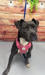 Found/Stray Unknown Dog last seen Located at Rockdale County Animal Service, 1506 Rockbridge Road, Conyers, GA 30012, Conyers, GA 30012