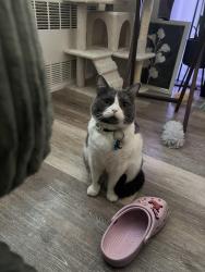 Reunited Female Cat last seen Oronoke Rd, Waterbury, CT 06708