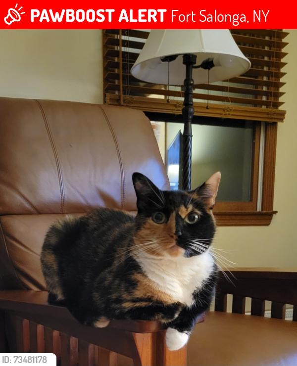 Lost Female Cat last seen Waterside ave, Fort Salonga, NY 11768