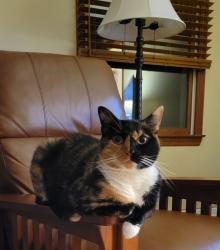 Lost Female Cat last seen Waterside ave, Fort Salonga, NY 11768