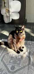Lost Female Cat last seen hwy 27, Lake Wales, FL 33853