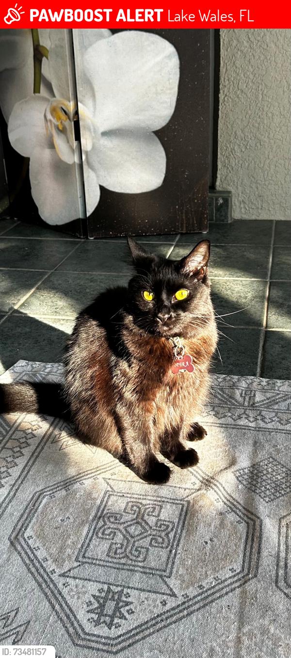 Lost Female Cat last seen hwy 27, Lake Wales, FL 33853