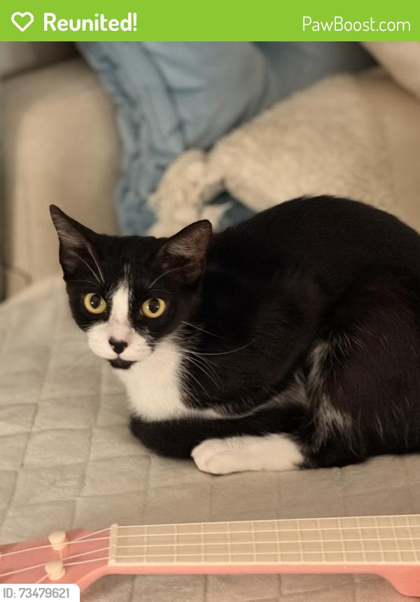Reunited Female Cat last seen Near Circulo Santiago Carlsbad, CA The Avenue apmt Complex, Carlsbad, CA 92008