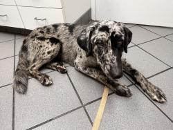 Reunited Female Dog last seen Brently Woods neighborhood- East Brainerd, Chattanooga, TN 37421
