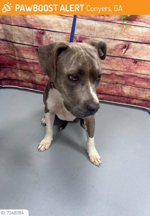 Found/Stray Unknown Dog last seen Located at Rockdale County Animal Service, 1506 Rockbridge Road, Conyers, GA 30012, Conyers, GA 30012