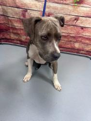 Found/Stray Unknown Dog last seen Located at Rockdale County Animal Service, 1506 Rockbridge Road, Conyers, GA 30012, Conyers, GA 30012