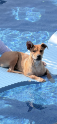 Lost Male Dog last seen Bridle Ridge, San Antonio, TX 78227