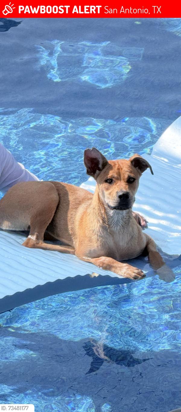 Lost Male Dog last seen Bridle Ridge, San Antonio, TX 78227