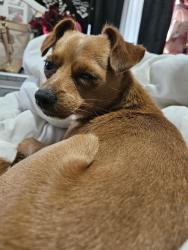 Reunited Male Dog last seen Lyell ave and Sherman st, Rochester, NY 14606