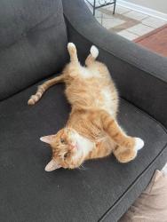 Reunited Male Cat last seen Mumper Lane and Wooded Run Dr., Dillsburg, PA 17019