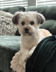 Reunited Male Dog last seen Purfoy & Angier Road, Fuquay-Varina, NC 27526